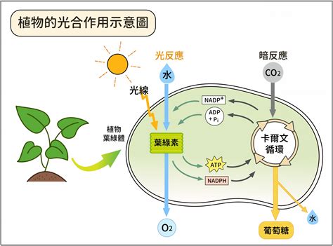 植物需要氧氣嗎|植物的光合作用與呼吸作用